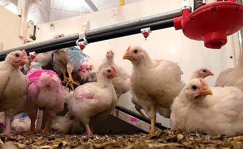 सांकेतिक तस्वीर