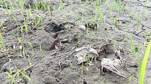 पूर्वी उत्तर प्रदेश के किसान हजारी प्रसाद के खेत में पड़ी धान की नर्सरी।