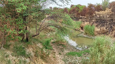 पूर्वी उत्तर प्रदेश में बहने वाली आमी नदी किसानों के लिए किसी वरदान से कम नहीं है, लेकिन धान की रोपाई के इस समय यह सूखी पड़ी है।