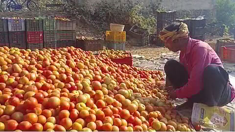 किसानो ने खेतों में छोड़ दी फसल