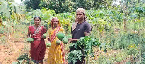 रासायनिक उर्वरकों के बिना पूरी तरह से जैविक तरीके से उगाए गए ग्रीन पपीते.