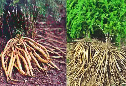 महिलाओं के लिए इसलिए है फायदेमंद ‘सौ जड़ों वाली' शतावरी