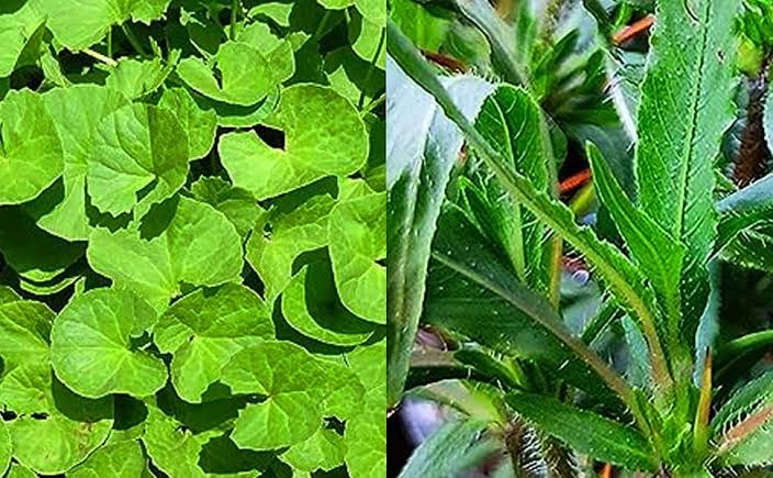 आयुर्वेदिक वैद्यों ने खोजीं 50 से अधिक स्थानीय वनस्पतियां