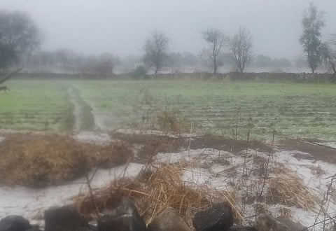 Rows of damaged and broken crops are all that remains in the wake of the hailstorm, a grim reminder of its destructive power.