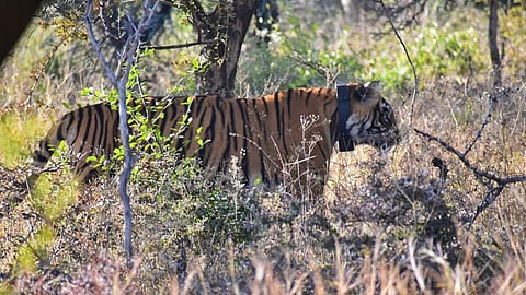 Sarus Soar High, Tigers Roar Nigh