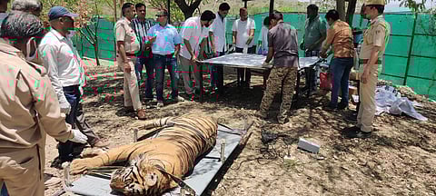 Controversy Arises Over the Mysterious Death of Tiger T-104 in Udaipur: Forest Department Negligence or Overdose?