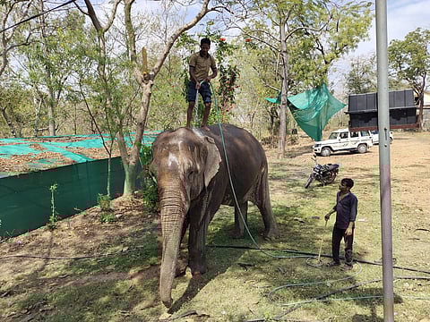 A Tragic Trunk Tale: 50-Year-Old Champa aka Roopa Awaits a Better Facility for the Remainder of Her Life
