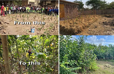 World Environment Day: Tiny Forests Blossoming in Udaipur's Residential Spaces