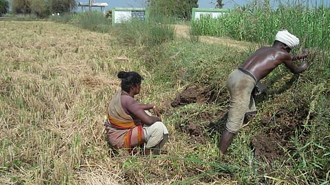 An Irula couple working in a field ( symbolic pic)