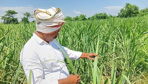 Farmer Kuldeep Chaudhary is now forced to cultivate sugarcane in less area due to delay in sugarcane payment.