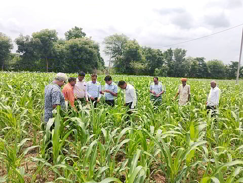 Experts in the Rapid Roving Survey Team inspecting maize crops in Udaipur on Friday