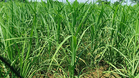 Kharif Crop Sowing Surpasses 575 Lakh Hectares: Significant Increase in Pulses and Oilseeds Cultivation