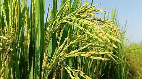 If crops are taken care of regularly, diseases occurring in them can be prevented in time.