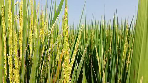 Cabinet Approves Schemes to Boost Sustainable Agriculture and Food Security