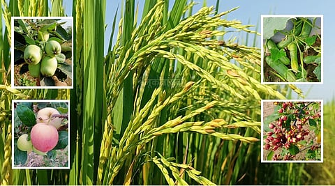 Indiscriminate use of pesticides on crops, fruits and vegetables is becoming dangerous for human health, soil and environment.