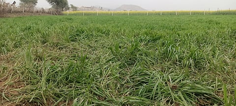 Haryana to kick off Kharif crop procurement from October 1