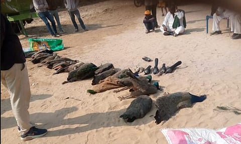 Officials have been unable to ascertain the cause of death, causing distress among wildlife lovers in Shridungargarh of Bikaner district.