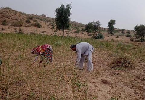 Explained: Why Madhya Pradesh's Irrigation Expansion Plan Failed to Lift Farmer Incomes