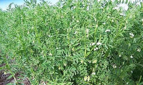 Rust Ravages Crops: Farmers Struggle Against Devastating Disease in Madhya Pradesh