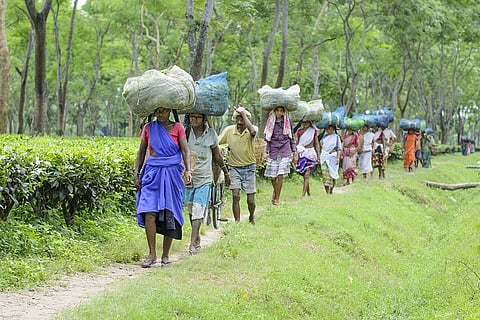 Assam Tea Laborers