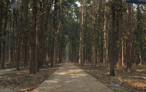 Their settlements are surrounded by Sal trees grown right into the sky in mesmerizing geometrical symmetry.