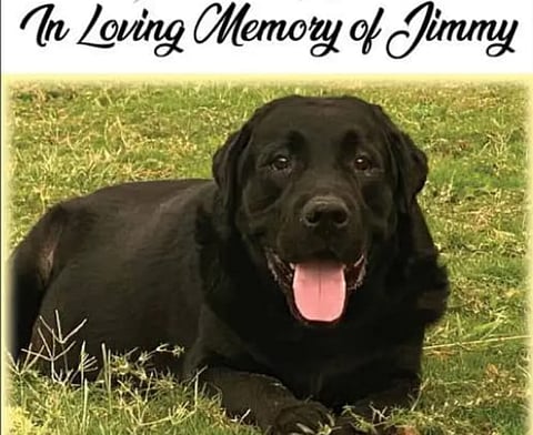 "In Loving Memory of Jimmy" - How a Newspaper Obituary Advertisement Captured the Hearts of Millions of Dog Lovers across India