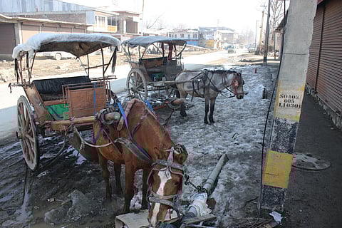 Despite its historical significance, the Tonga faces an uncertain future as modern modes of transportation gain popularity.