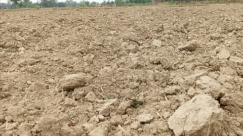 Dry fields in Uttar Pradesh