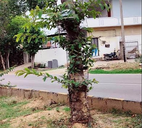 Iron mesh tree guards have proven to be the most successful, effectively sheltering the saplings until they mature into trees.