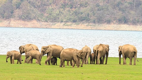 India's Elephant Population Sees Uptick