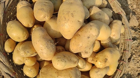 West Bengal Potato Traders Strike Continues Despite Talks
