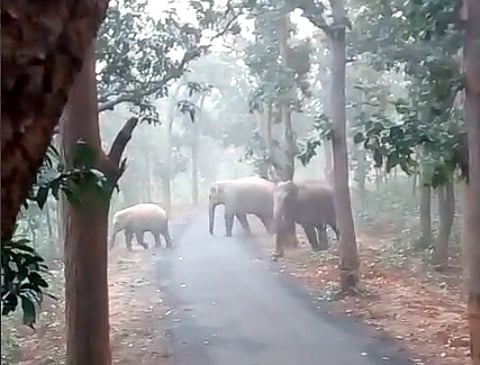Two Kerala tribals die while fleeing in panic after seeing wild elephant herd; autopsy reports awaited