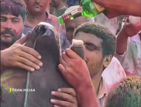 The footage shows men opening the animal’s mouth to pour alcohol before riding in the cart it was pulling.