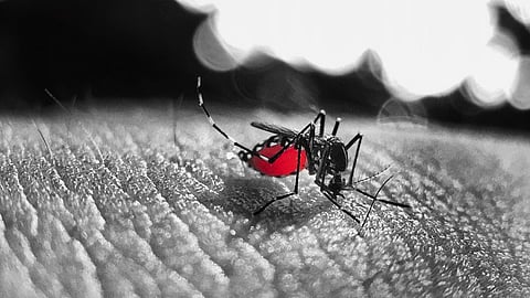 Aligarh Muslim University Issues Dengue Prevention Advisory