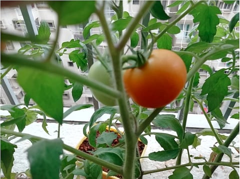 The Lockdown, Me And My Tomato...