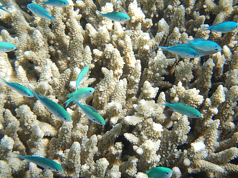 G20 Launches Global Initiative To Reduce Land Degradation And Coral Reef Program
