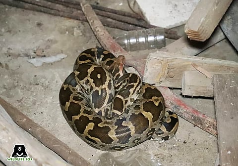 डीवीवीएनएल ऑफिस के स्टोर रूम में घुसा अजगर, वाइल्डलाइफ एसओएस ने किया रेस्क्यू