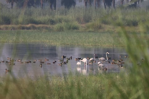 Greater Flamingo And Laser Flamingo Land In Lake Jodhpur In Agra