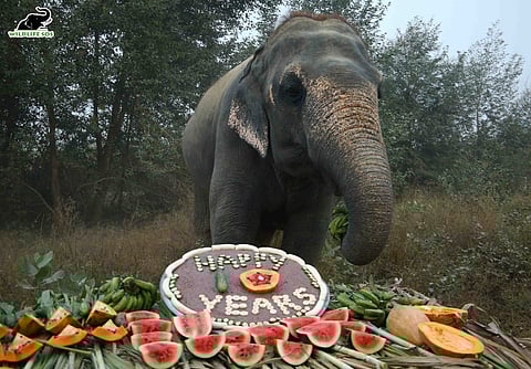 Rescued Elephants Celebrate Ten Years Of Freedom With Wildlife SOS