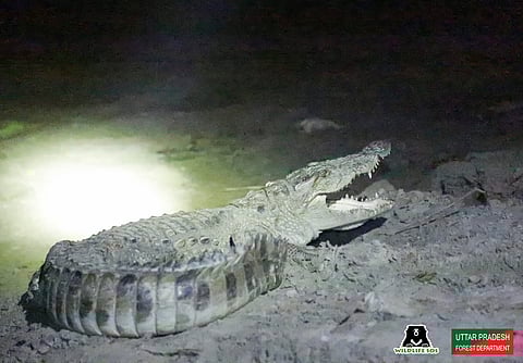 हाथरस के एक गाँव में मगरमच्छ दिखने से फैली दहशत, वाइल्डलाइफ एसओएस और वन विभाग ने किया रेस्क्यू