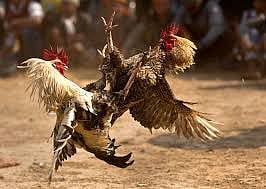 Forty Arrested In Baghpat For Illegal Cock Fight And Betting