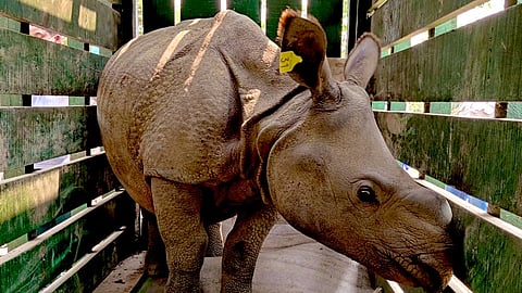 Three Rhino Calves Rescued In 2019 Floods To be Released In The Wild Today