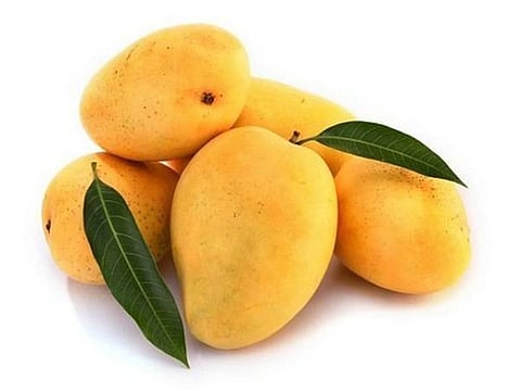 Restricted Since 2020, Indian Mangoes Now Get US Nod From Export