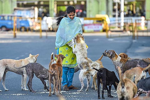 Delhi High Court Says: Street Dogs Have A Right To Food, Citizens To Feed Them But...