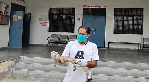 Massive Monitor Lizard 'Checks Into' Juvenile Justice Board In Agra