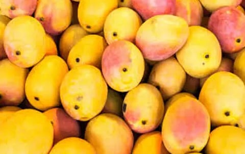 Bangladesh PM Sheikh Hasina Sends 2600 Kg Mangoes To PM Modi, Other Indian Leaders
