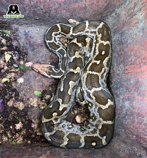 It's 'Raining' Reptiles In Agra, Wildlife SOS Rescues 21 In A Week!