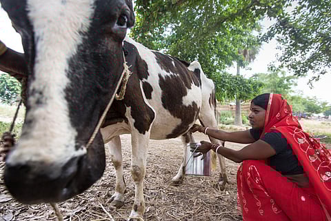 NCW Launches Country-Wide Training, Capacity Building Program For Women In Dairy Farming