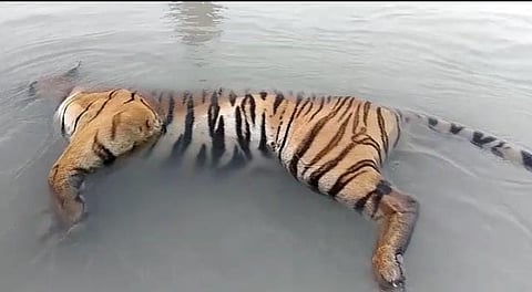 Body Of Tiger Found Floating In Ghaghra River Of UP