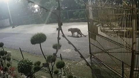 Scare As Leopard Sighted In Rajnagar Locality Of Ghaziabad